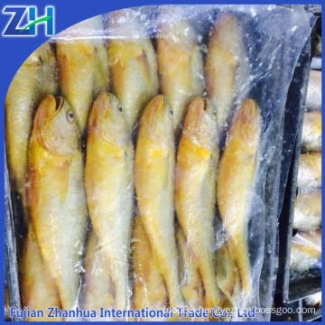 Frozen Yellow croaker fish New Arrived